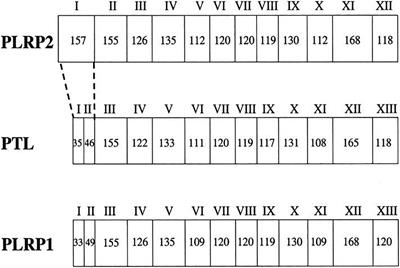 Structure and Function of Pancreatic Lipase-Related Protein 2 and Its Relationship With Pathological States